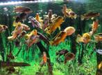 Malawi mix - Labidochromis Hongi + Labidochromis Yellow, Animaux & Accessoires, Poissons | Poissons d'aquarium, Poisson, Poisson d'eau douce