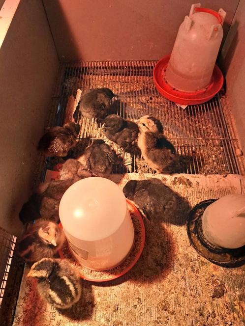 Olijfleggers en marans kuikens, Dieren en Toebehoren, Pluimvee | Toebehoren, Zo goed als nieuw, Ophalen