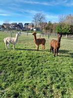 ALPAGA. JUMENTS., Mars, Femelle