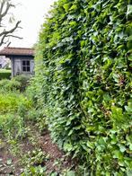 Jardi-nier, Tuin en Terras, Planten | Struiken en Hagen, Ophalen of Verzenden, Bamboe, Struik