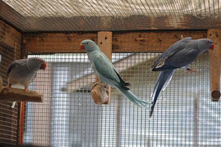Halsbandparkieten 2025 Opaline/Bleekstaarten, Dieren en Toebehoren, Vogels | Parkieten en Papegaaien, Parkiet, Meerdere dieren