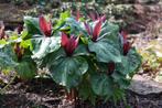 Trillium kurabayashii, Halfschaduw, Vaste plant, Ophalen of Verzenden, Lente