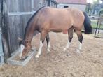 Franches Montange / Freiberger, Dieren en Toebehoren, Paarden, Met stamboom, Ruin, Niet van toepassing, 3 tot 6 jaar