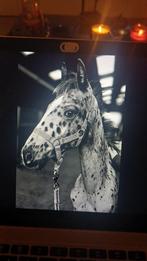 Appaloosa veulen, Dieren en Toebehoren, Paarden, Hengst, Niet van toepassing, Gechipt, 0 tot 2 jaar
