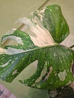 Monstera Thai Constellation, Enlèvement