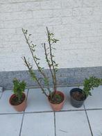 Pruimen boom, Tuin en Terras, Planten | Tuinplanten, Ophalen
