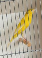 Llarguet Español kanaries, Dieren en Toebehoren, Vogels | Kanaries