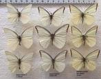 VLINDERS, witjes Indonesië,, Verzamelen, Ophalen of Verzenden