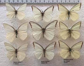VLINDERS, witjes Indonesië, beschikbaar voor biedingen