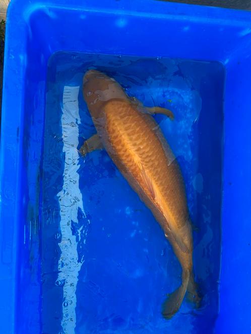 Karashi 65 cm, Japanse Koi, Dieren en Toebehoren, Vissen | Vijvervissen, Karper of Koi