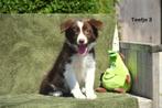 Prachtige bruin-witte Border Collie pups, Dieren en Toebehoren, Honden | Herdershonden en Veedrijvers, België, CDV (hondenziekte)