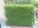 coniferen 6 / 7 stuks, Ophalen, Conifeer, Haag, 100 tot 250 cm