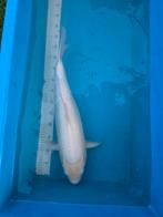 Ginrin platina ogon, Dieren en Toebehoren