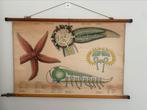 Oude schoolplaat (zeester), Antiek en Kunst, Ophalen, Natuur en Biologie