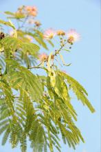 Albizia julibrissin meerstam, Tuin en Terras, Ophalen, Zomer