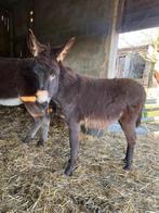 Jonge ezels ., Dieren en Toebehoren, Minder dan 160 cm, Niet van toepassing, Hengst, Gechipt