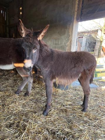 Jonge ezels .  beschikbaar voor biedingen