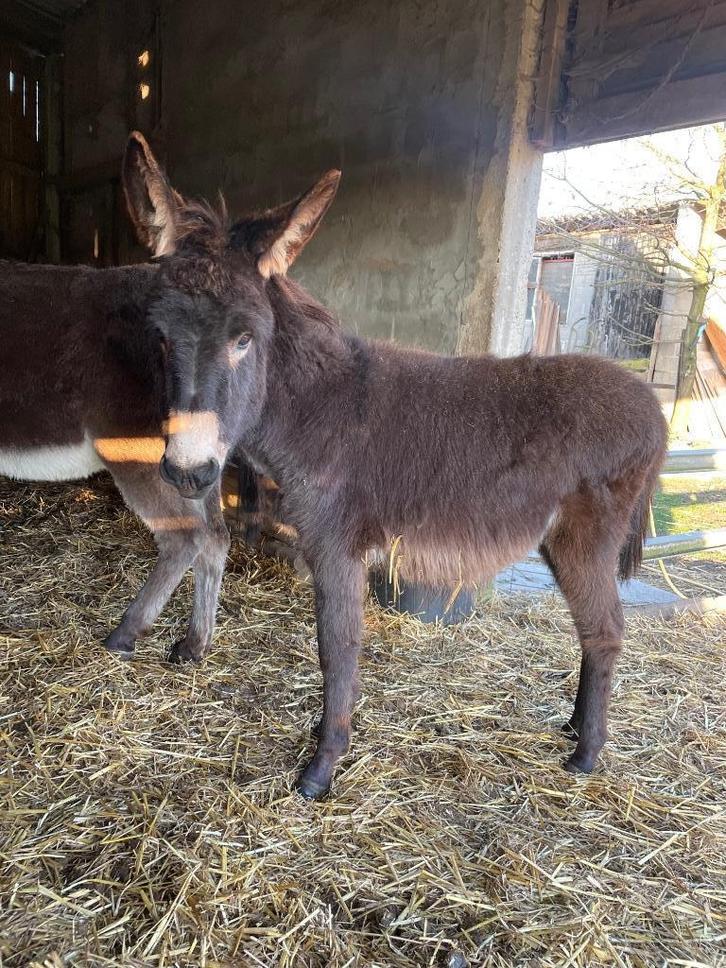 Jonge ezels ., Dieren en Toebehoren, Paarden, Hengst, Niet van toepassing, Minder dan 160 cm, 0 tot 2 jaar, Gechipt