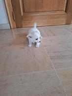 Chihuahua pups, Dieren en Toebehoren, Parvo, België, 8 tot 15 weken, Meerdere