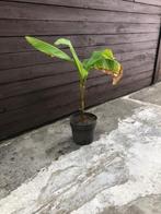 bananen plant, Ophalen