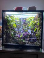 Beplant terrarium 50x50x50, Dieren en Toebehoren, Ophalen, Zo goed als nieuw, Terrarium of Paludarium