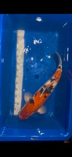 Sanke te koop, Dieren en Toebehoren, Karper of Koi