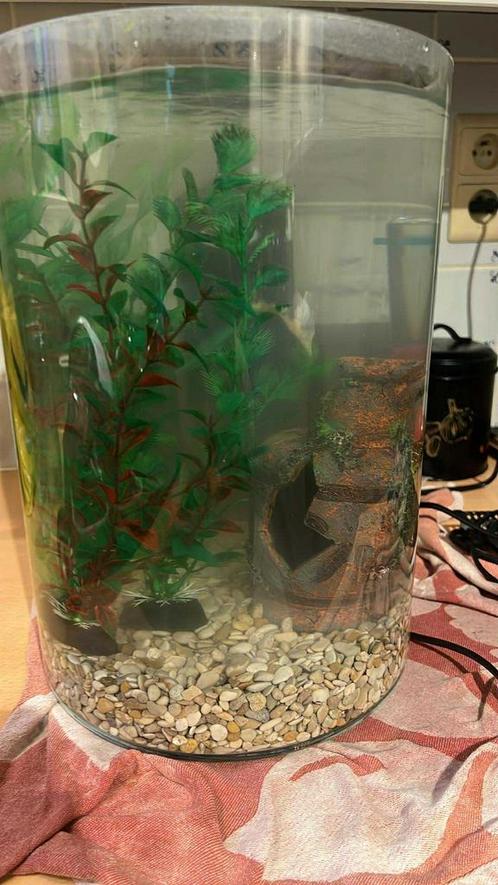Aquarium - zie beschrijving, Dieren en Toebehoren, Vissen | Aquaria en Toebehoren, Zo goed als nieuw, Ophalen