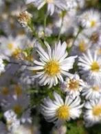 1 grote pot lichtpaarse herfstaster, Volle zon, Vaste plant, Zomer, Ophalen