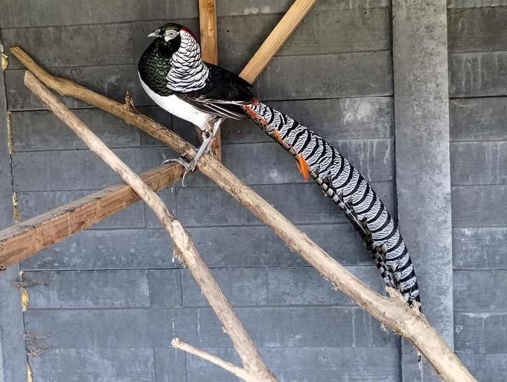 FAZANTEN TE KOOP, Dieren en Toebehoren, Pluimvee, Overige soorten, Meerdere dieren
