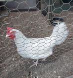 Chabo haan en leghorn, Dieren en Toebehoren