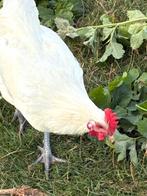 Poule de Bresse en mengeas met Mechelse koekoek, Dieren en Toebehoren, Meerdere dieren, Kip