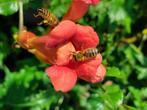 Trompetbloem, Plantes grimpantes, Enlèvement, Été, Plante fixe