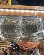 Opgezette schildpadjes in hars Opgezette dieren taxidermie, Vacatures, Vacatures | Horeca en Traiteur