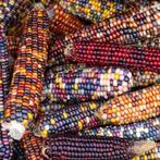 Zaden Siermais, Ophalen of Verzenden