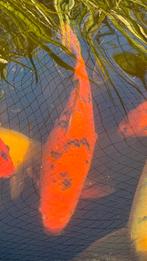 Koi Hi utsuri 50 cm, Dieren en Toebehoren