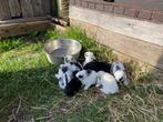 Konijnen, Dieren en Toebehoren, Konijnen
