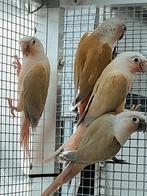 Koppel pyrrhura s, Dieren en Toebehoren