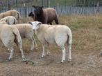 2 swifter ooien, Dieren en Toebehoren, Schapen, Geiten en Varkens, Vrouwelijk, Schaap, 0 tot 2 jaar