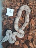 Boa Constrictor Amarali, Animaux & Accessoires, Serpent, 0 à 2 ans