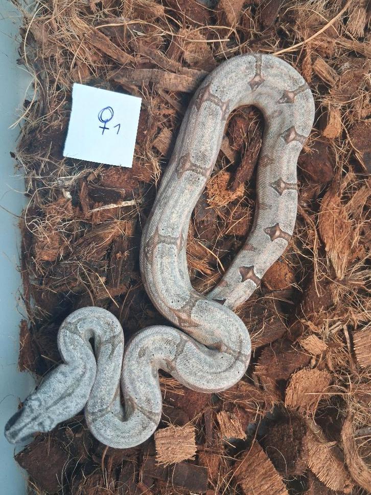 Boa Constrictor Amarali, Dieren en Toebehoren, Reptielen en Amfibieën, Slang, 0 tot 2 jaar