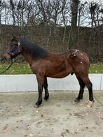 Veelbelovende appaloosa pony, Dieren en Toebehoren, Pony's, Merrie, Ontwormd