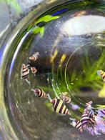 Helena slak, anatome slak, Dieren en Toebehoren, Vissen | Aquariumvissen, Slak of Weekdier, Zoetwatervis