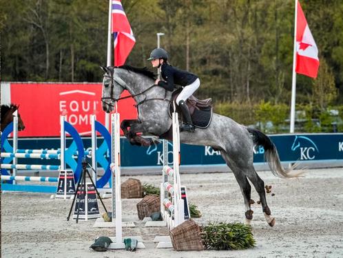 Springpaard gezocht, Dieren en Toebehoren, Paarden en Pony's | Overige Paardenspullen, Ophalen
