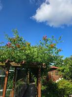 Bignonias, Tuin en Terras, Planten | Tuinplanten, Ophalen, Volle zon, Vaste plant, Klimplanten