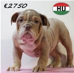 Unieke Engelse Bulldog pups -ook in prachtige Exotic kleuren, Dieren en Toebehoren, 15 weken tot 1 jaar, Handelaar, Buitenland