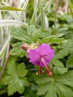 Geranium macrorrhizum / ooievaarsbek , laatste 6 potjes, Halfschaduw, Vaste plant, Bodembedekkers, Lente