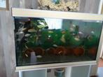 aquarium, Ophalen, Gebruikt, Gevuld zoetwateraquarium