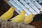 kanaries 2025 , geel , vaste jaarring 2025, Dieren en Toebehoren, Vogels | Kanaries, Meerdere dieren, Zangkanarie