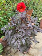 Dahlia’s met mooie bladkleur, Tuin en Terras, Volle zon, Vaste plant, Zomer, Ophalen