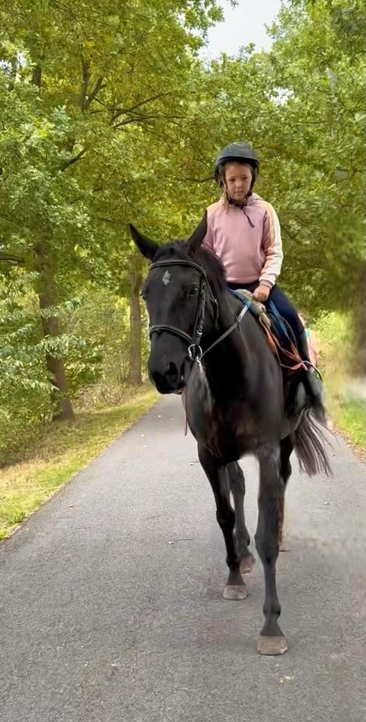 Brave merrie, Dieren en Toebehoren, Paarden, Merrie